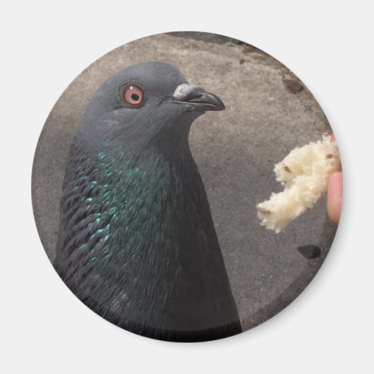 Aimant pigeon (Devant)