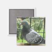 Aimant Pigeon parfait (Recto/Verso)