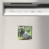 Aimant Pigeon parfait (In Situ (Lave-vaisselle))