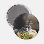 Aimant Pigeon perché sur une falaise (Recto/Verso)