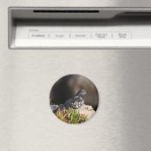 Aimant Pigeon perché sur une falaise (In Situ (Lave-vaisselle))