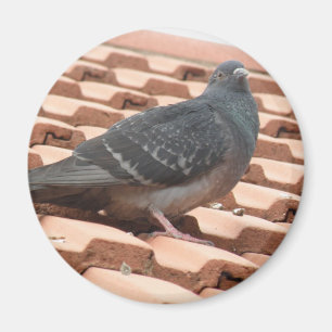 Aimant pigeon sur le toit