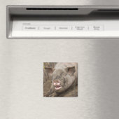 Aimant Piggy (In Situ (Lave-vaisselle))