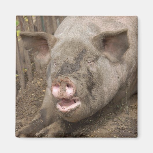 Aimant Piggy (Devant)