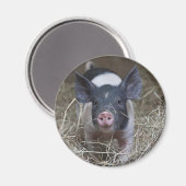 Aimant Piglet en paille (Recto/Verso)