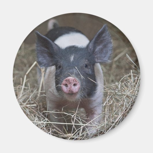 Aimant Piglet en paille (Devant)