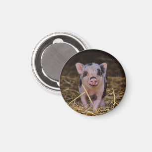 Aimant Piglet rose avec points noirs en paille