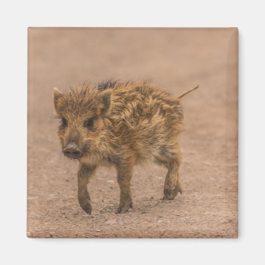 Aimant Piglet Sauvage (Devant)