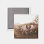 Aimant Piglets à Barnyard (Recto/Verso)
