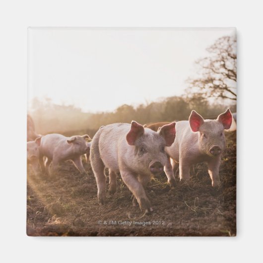 Aimant Piglets à Barnyard (Devant)