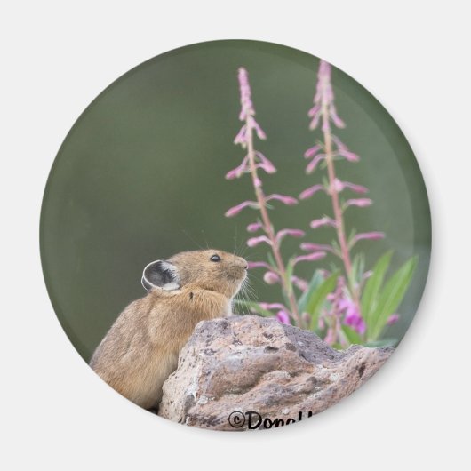 Aimant Pika (Devant)
