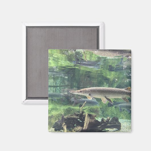 Aimant Pike fish (Recto/Verso)