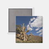 Aimant Pin Bristlecone dans l'Ancient Bristlecone Forest, (Recto/Verso)