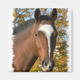 Aimant Pin quart de carré de cheval