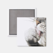Aimant Pince de nettoyage de chats, gros plan (Recto/Verso)