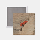 Aimant Pinceau indien en roche à Sion (Recto/Verso)