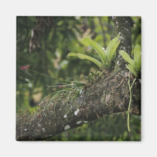 Aimant Pine Pink, Bletia purpurea, en fleurs sur un mangu