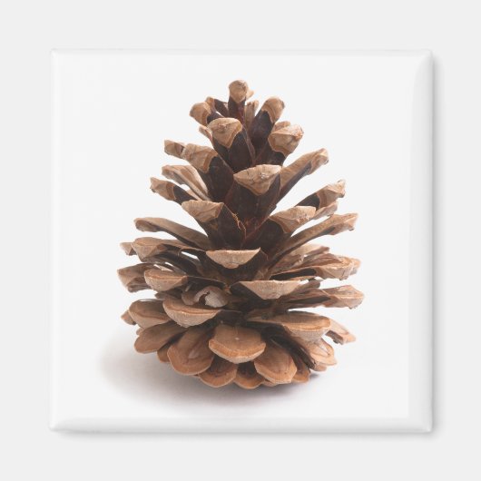 Aimant Pinecone (Devant)
