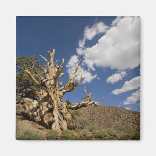Aimant Pinède de Bristlecone dans la forêt ancienne de Br