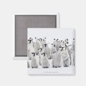 Aimant Pingouin (Recto/Verso)