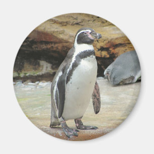 Aimant Pingouin