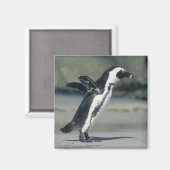 Aimant Pingouin africain (Recto/Verso)