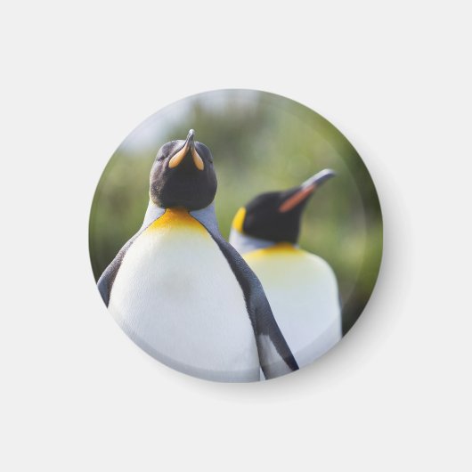 Aimant Pingouins (Devant)