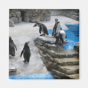 Aimant Pingouins
