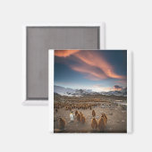 Aimant Pingouins au coucher du soleil (Recto/Verso)