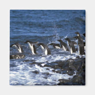 Aimant Pingouins d'Adelie