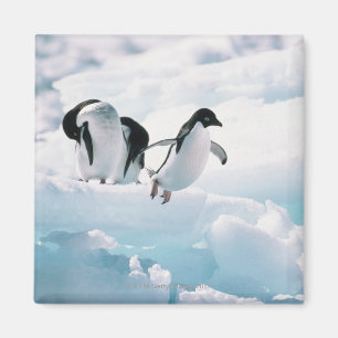 Aimant Pingouins d'Adelie (adeliae de pygoscelis)