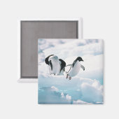Aimant Pingouins d'Adelie (pygoscelis adeliae) Antarctiqu (Recto/Verso)