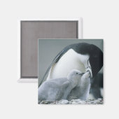 Aimant Pingouins de Chinstrap, Pygoscelis antarctica), (Recto/Verso)