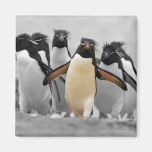 Aimant Pingouins de Rockhopper