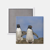 Aimant Pingouins de Rockhopper Eudyptes chrysocome (Recto/Verso)