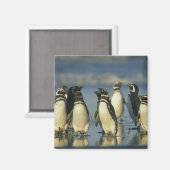 Aimant Pingouins magellaniques, Spheniscus (Recto/Verso)
