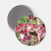 Aimant Pink Dogwood Flower Photonet (Recto/Verso)