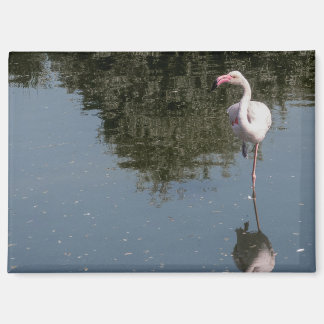 Aimant pink flamingo in the water