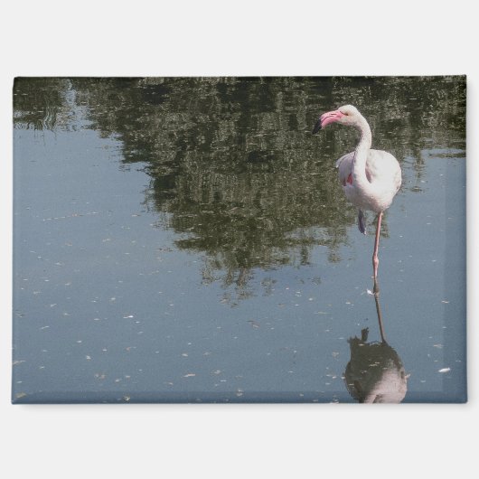 Aimant pink flamingo in the water (Recto)