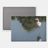 Aimant pink flamingo in the water (Recto/Verso)