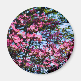 Aimant Pink flowering Dogwood tree