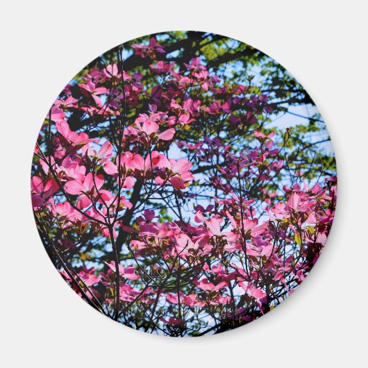 Aimant Pink flowering Dogwood tree (Devant)