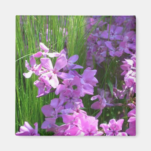 Aimant Pink Phlox et Grass été Floral (Devant)