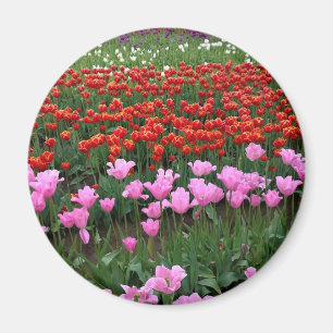 Aimant Pink & Red Tulip Field, Oregon