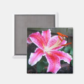Aimant Pink Stargazer Lily (Recto/Verso)