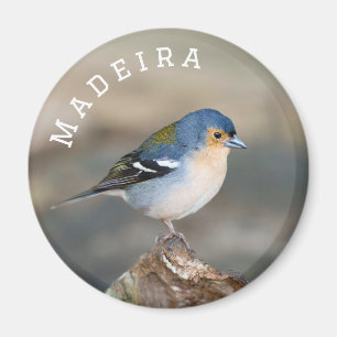 Aimant Pinson de Madère (Fringilla maderensis)