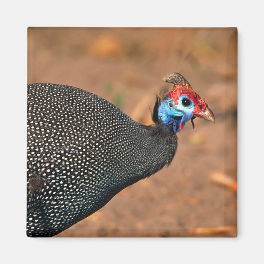 Aimant Pintade huppée (Numida meleagris). Afrique, (Devant)