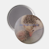 aimant pinto paire (Recto/Verso)