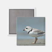 Aimant Piping Plover marchant sur la plage (Recto/Verso)