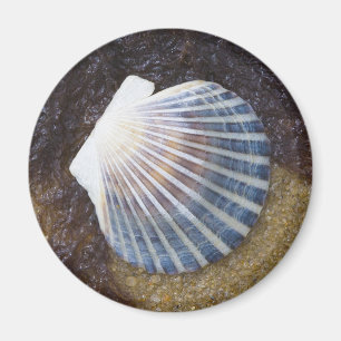 Aimant Piscine de marée